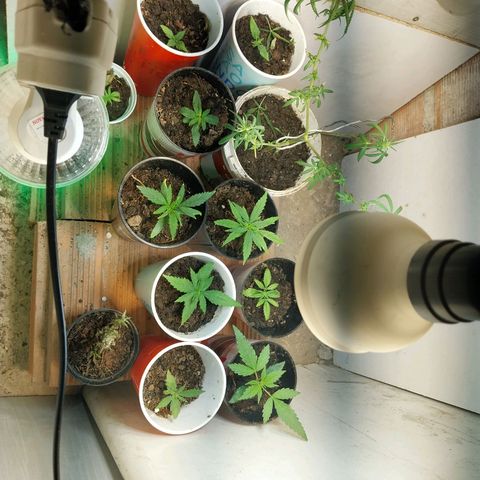 Prenseeds growlog timeline photo