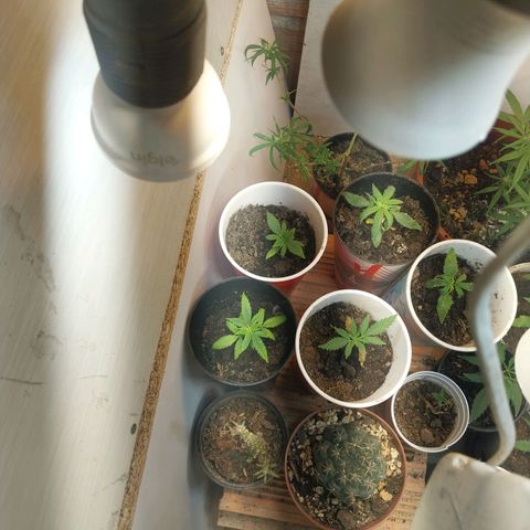 Prenseeds growlog timeline photo