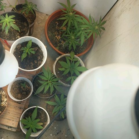 Prenseeds growlog timeline photo