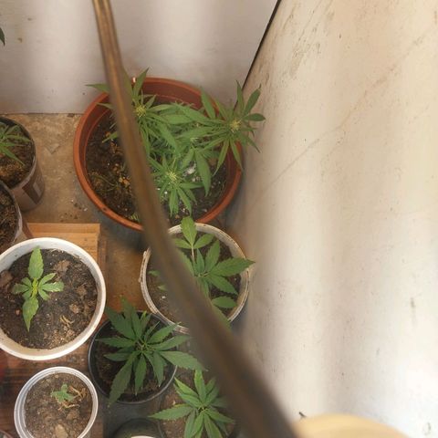 Prenseeds growlog timeline photo
