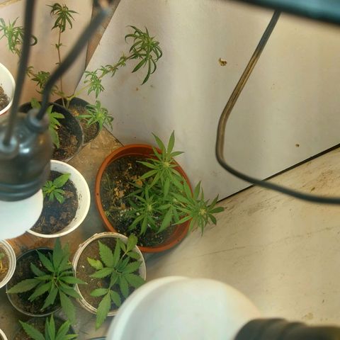 Prenseeds growlog timeline photo