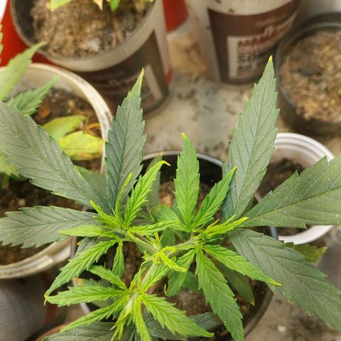 Prenseeds growlog timeline photo