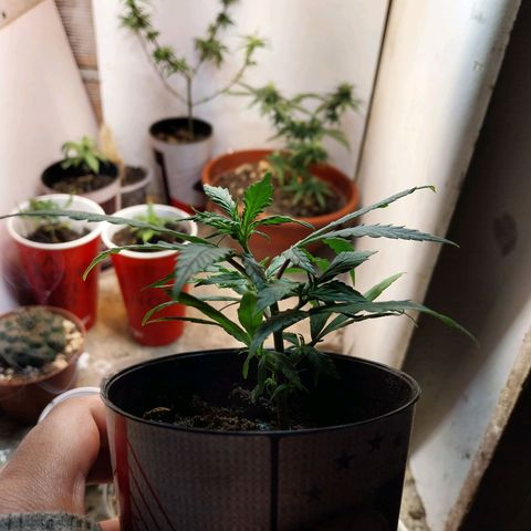 Prenseeds growlog timeline photo