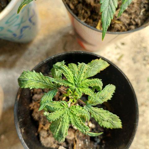 Prenseeds growlog timeline photo
