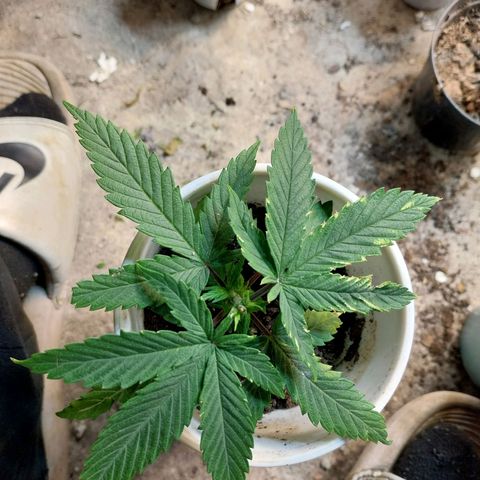 Prenseeds growlog timeline photo