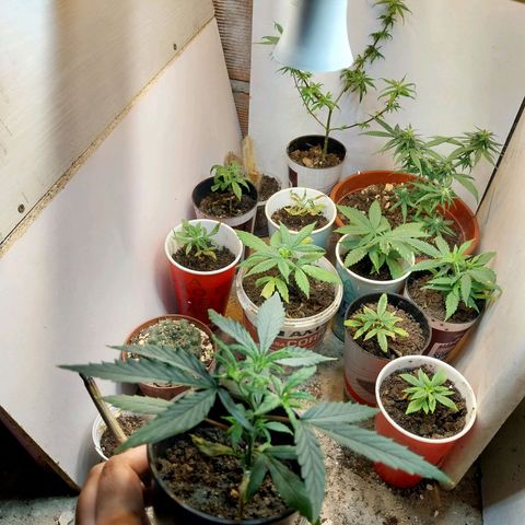 Prenseeds growlog timeline photo