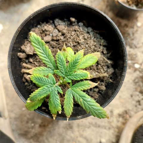 Prenseeds growlog timeline photo