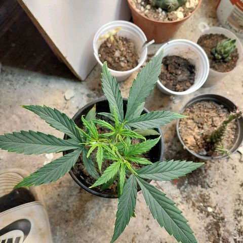Prenseeds growlog timeline photo