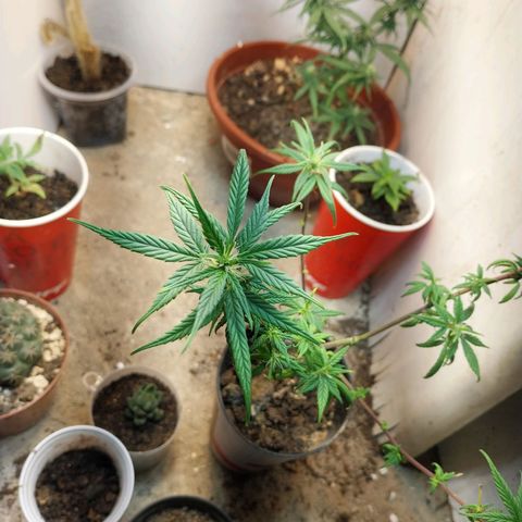 Prenseeds growlog timeline photo