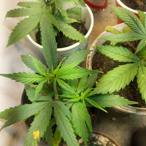 Prenseeds growlog timeline photo