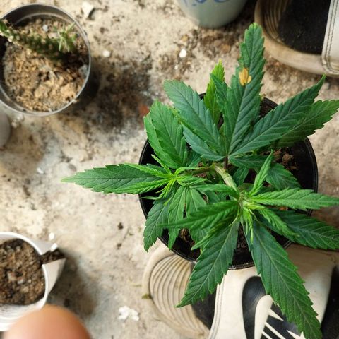 Prenseeds growlog timeline photo