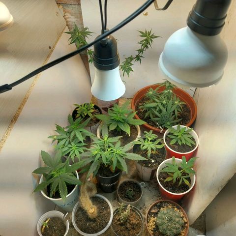 Prenseeds growlog timeline photo