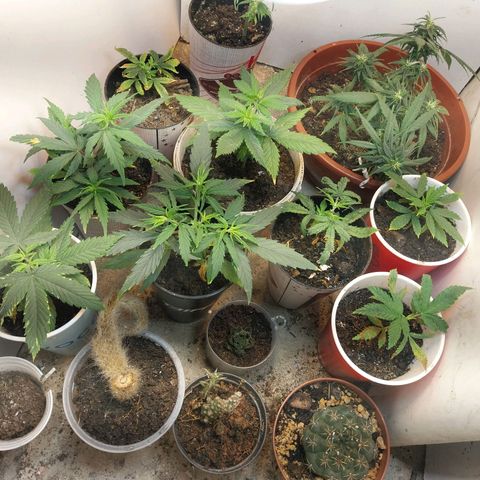 Prenseeds growlog timeline photo