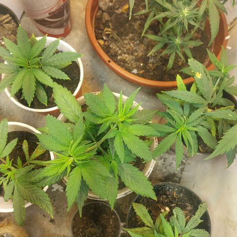 Prenseeds growlog timeline photo