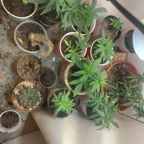 Prenseeds growlog timeline photo