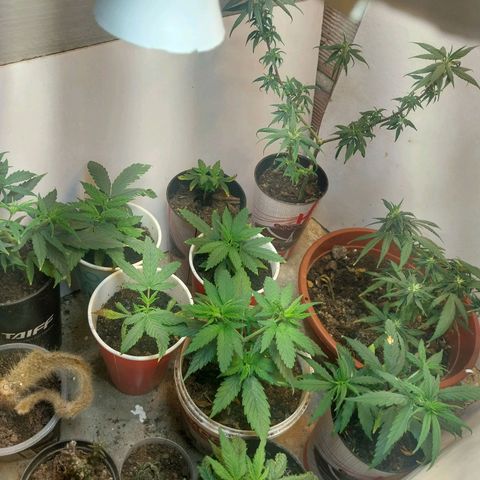 Prenseeds growlog timeline photo