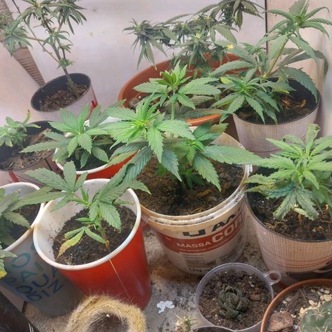 Prenseeds growlog timeline photo