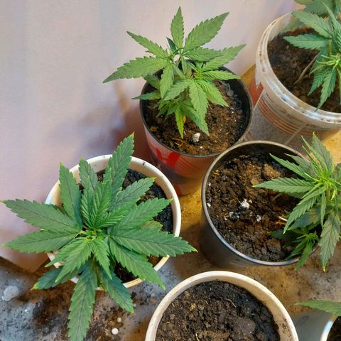 Prenseeds growlog timeline photo