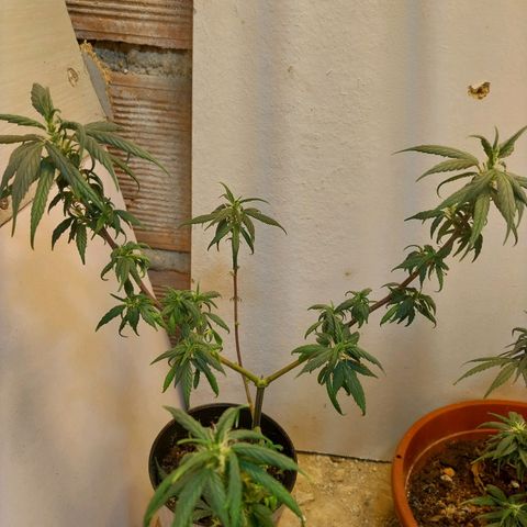 Prenseeds growlog timeline photo