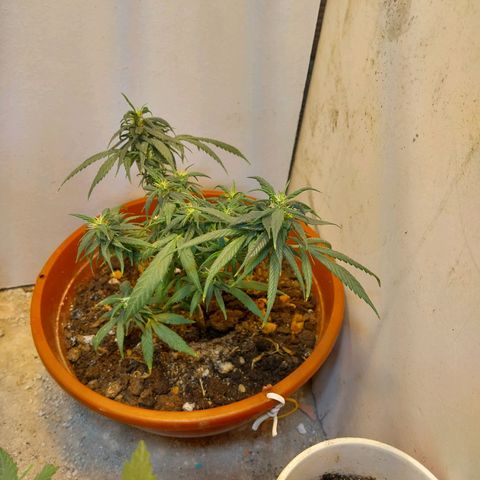 Prenseeds growlog timeline photo