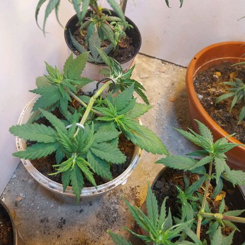 Prenseeds growlog timeline photo