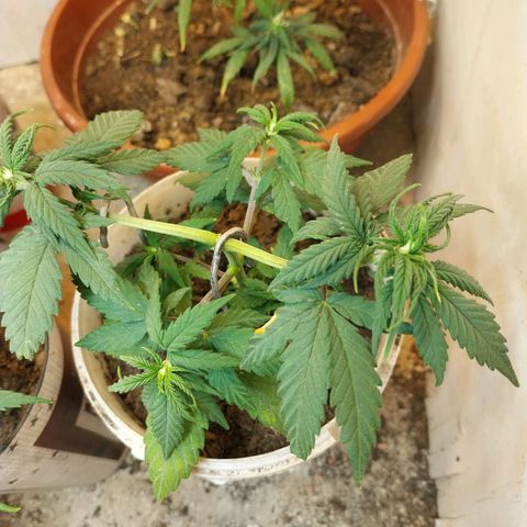 Prenseeds growlog timeline photo