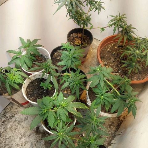Prenseeds growlog timeline photo