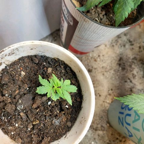 Prenseeds growlog timeline photo
