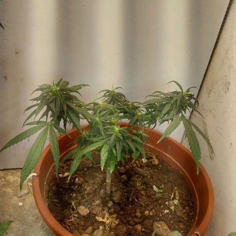 Prenseeds growlog timeline photo