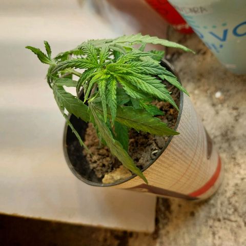 Prenseeds growlog timeline photo
