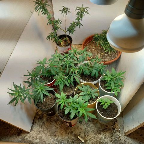 Prenseeds growlog timeline photo