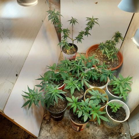 Prenseeds growlog timeline photo