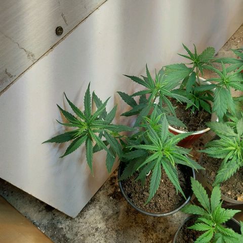 Prenseeds growlog timeline photo