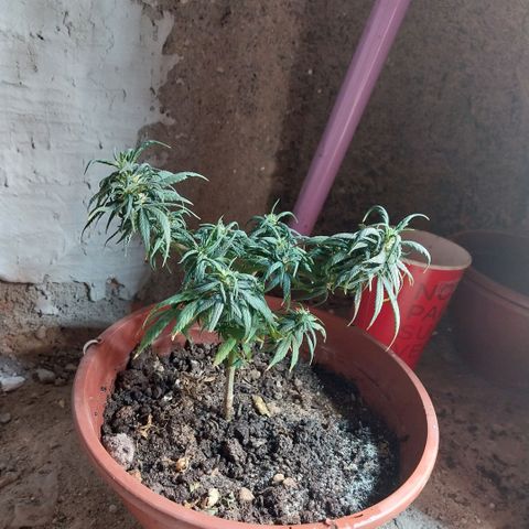 Prenseeds growlog photo: Depois da poda notei que as folhas ficaram em formato de garra 