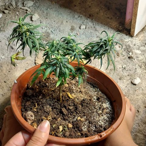 Prenseeds growlog photo: Depois da poda notei que as folhas ficaram em formato de garra 