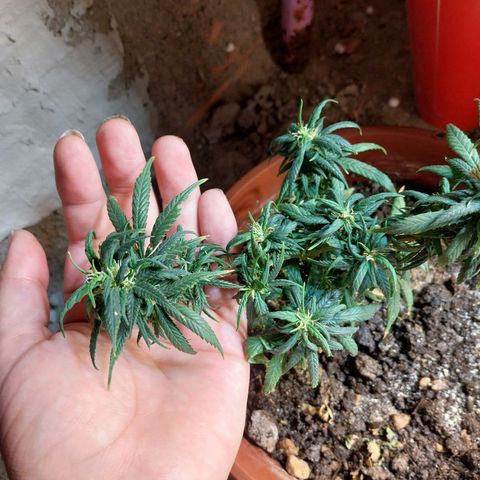 Prenseeds growlog photo: Depois da poda notei que as folhas ficaram em formato de garra 