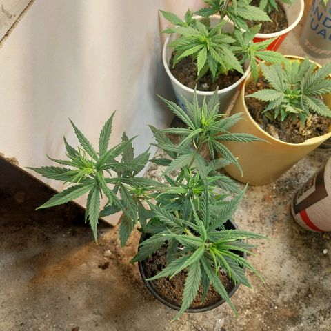 Prenseeds growlog timeline photo