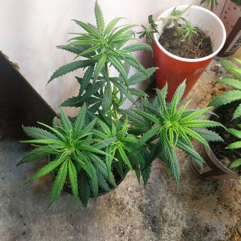 Prenseeds growlog timeline photo