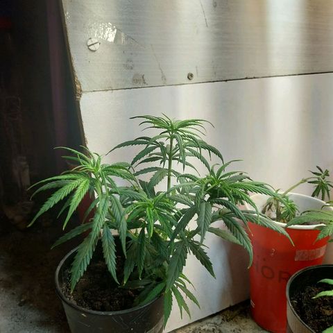 Prenseeds growlog timeline photo