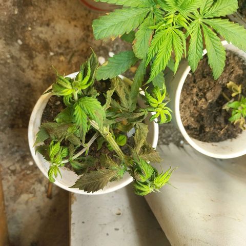 Prenseeds growlog photo: Após o uso de inseticida caseiro amanheceu assim, feito com: Alho, sabão e detergente neutro