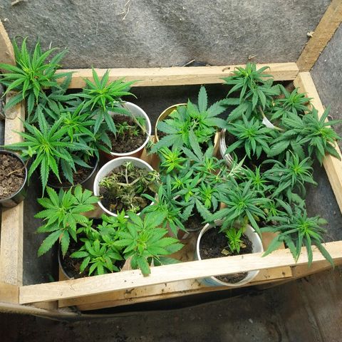 Prenseeds growlog timeline photo