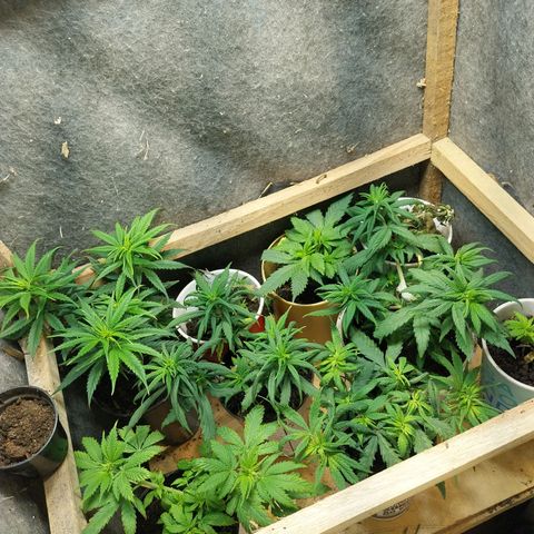 Prenseeds growlog timeline photo