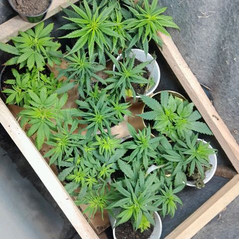 Prenseeds growlog timeline photo