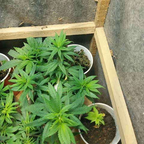 Prenseeds growlog timeline photo