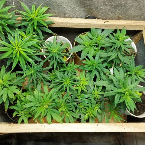 Prenseeds growlog timeline photo