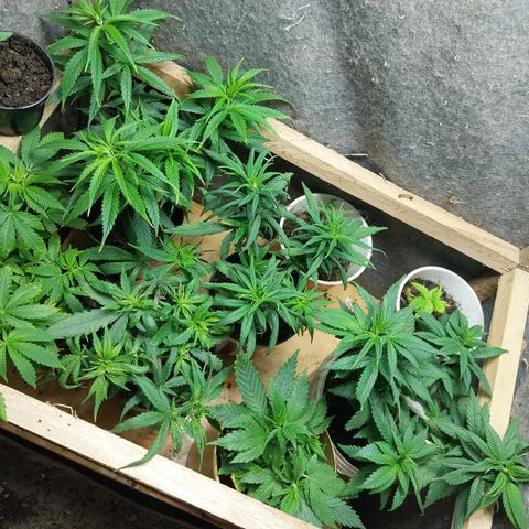 Prenseeds growlog timeline photo