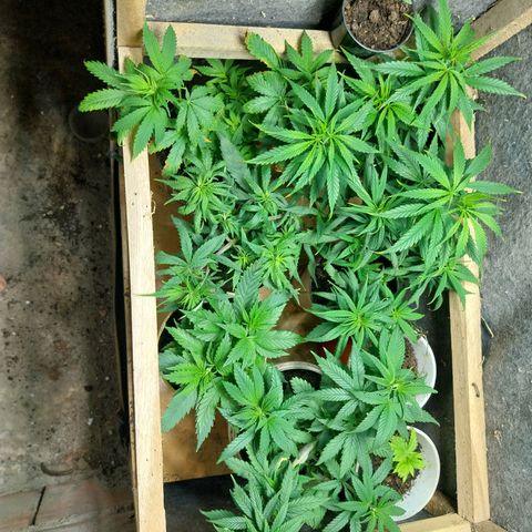 Prenseeds growlog timeline photo