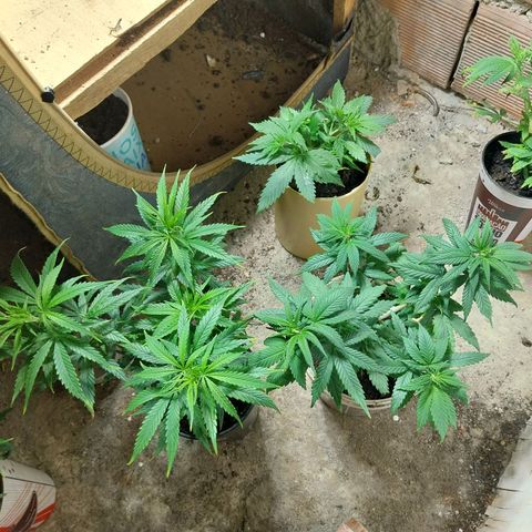 Prenseeds growlog photo: Descoberta de um macho 