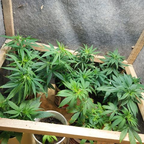 Prenseeds growlog photo: Testando o fertilizante dimmy 10-10-10, tem dado resultado, mas queimou um pouco a ponta das folhas