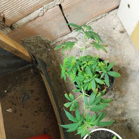 Prenseeds growlog photo: Testando o fertilizante dimmy 10-10-10, tem dado resultado, mas queimou um pouco a ponta das folhas